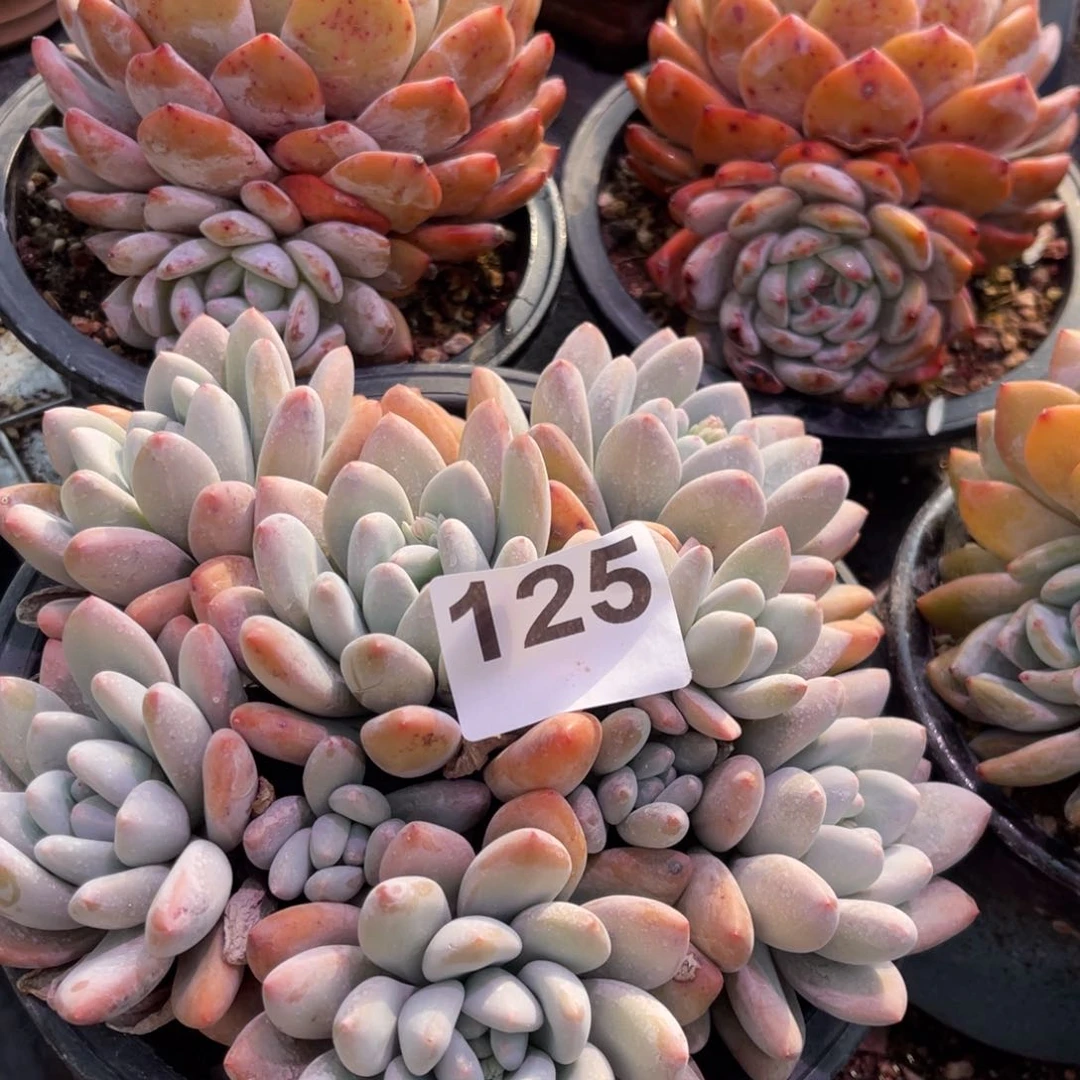 【闪购商品】信*125