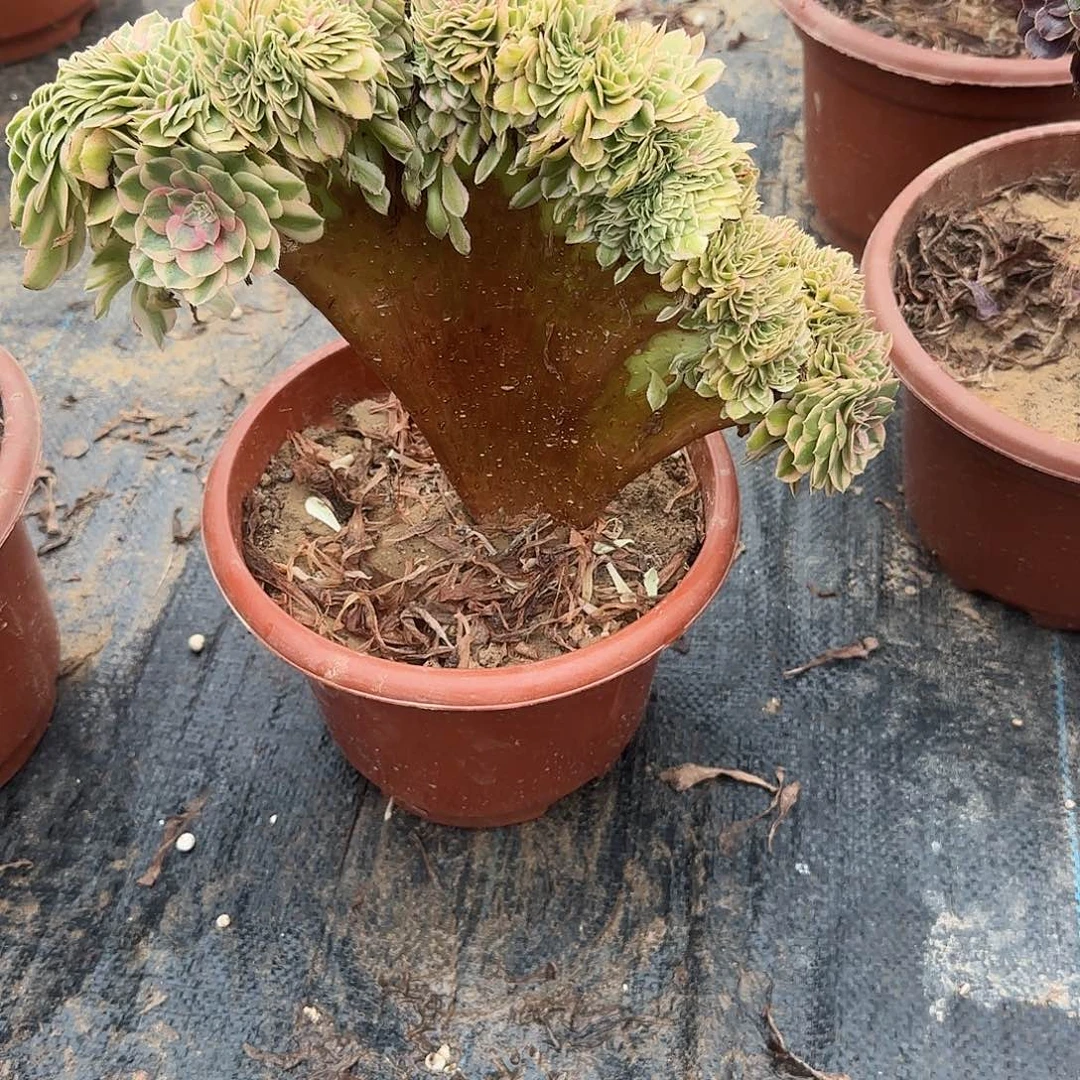 奇***侠倾城绣花找我哦哦哦哦
