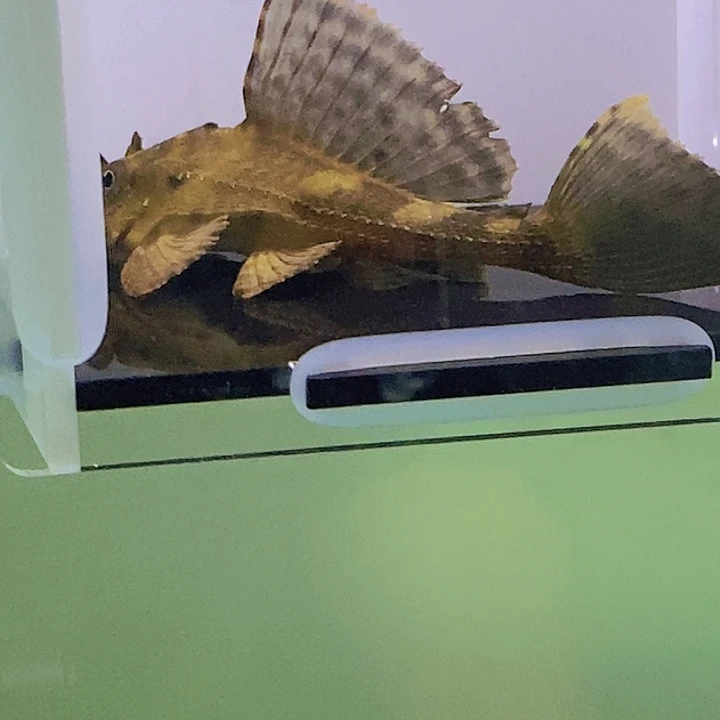 清道夫鱼鳄鱼异型11好