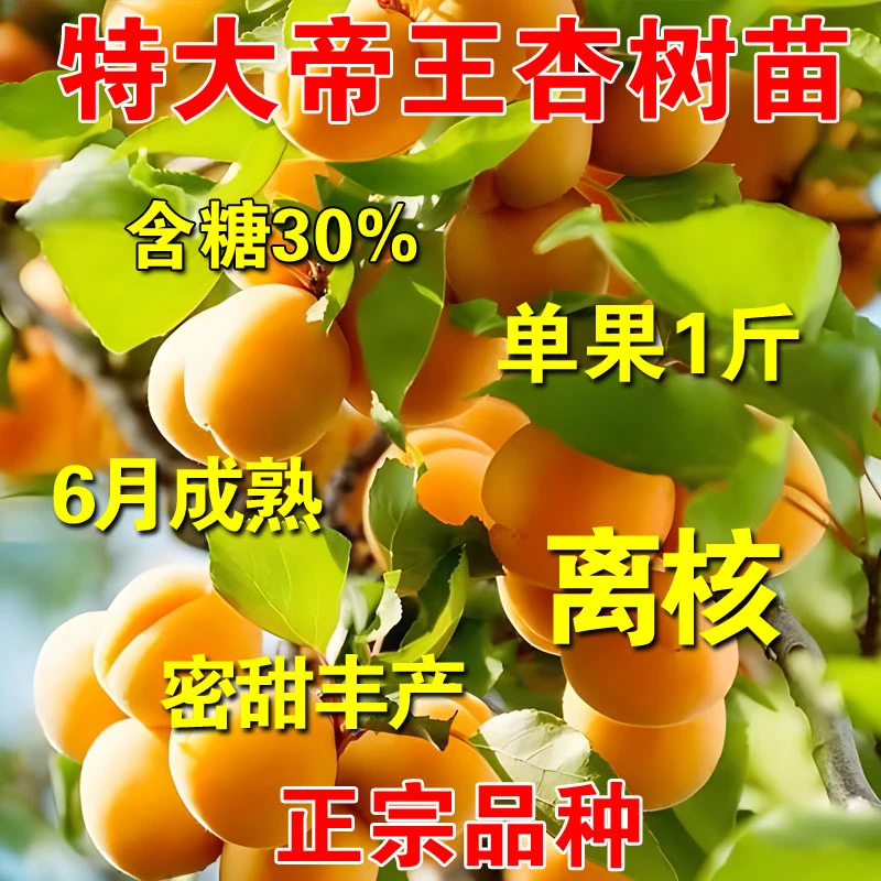 杏树苗帝王杏果苗当年结果盆栽阳台地栽庭院南北方种植耐寒抗旱