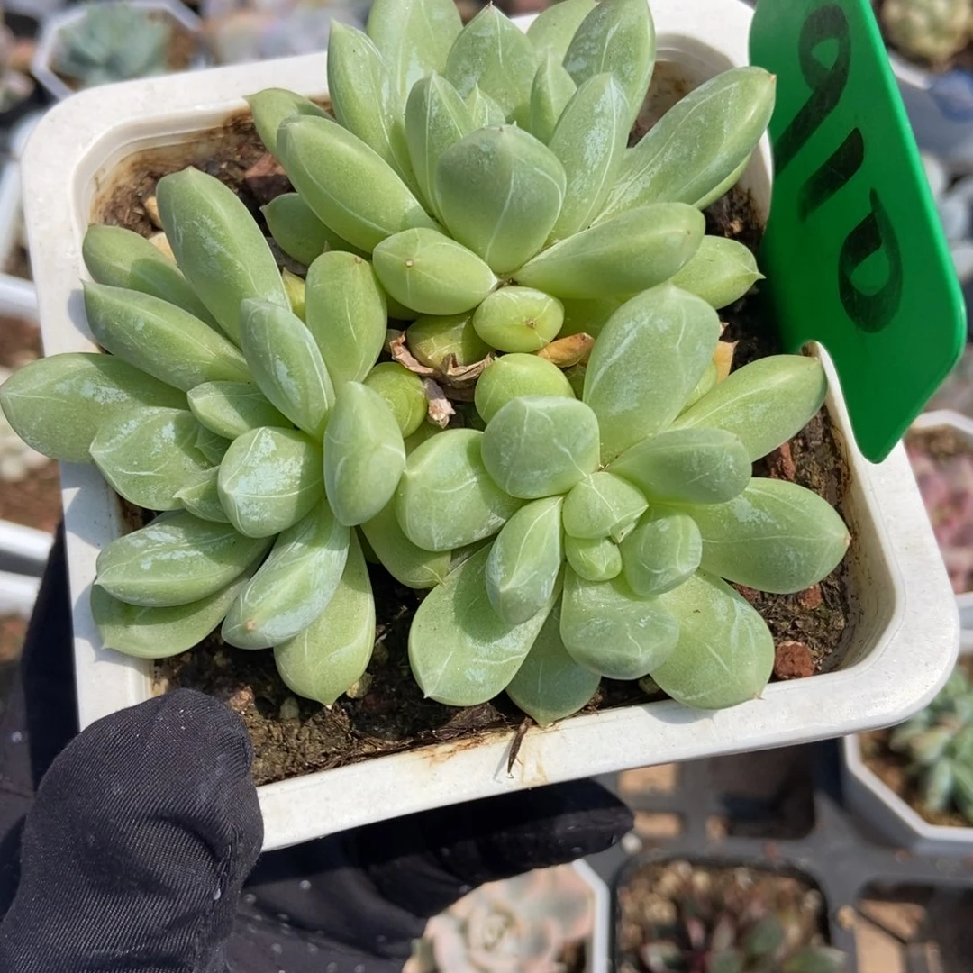 910百搭翡翠多肉植物保护