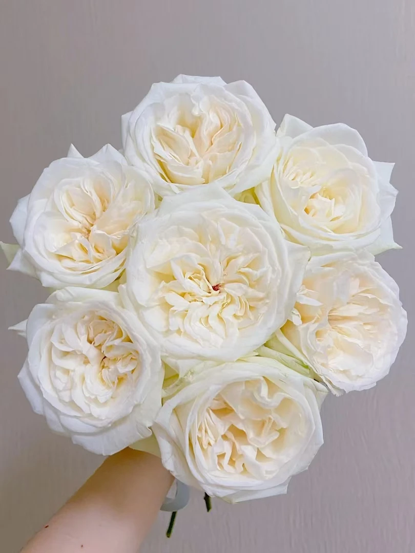 【花汀私享】白荔枝-单头玫瑰（注意带包装醒花哦~）