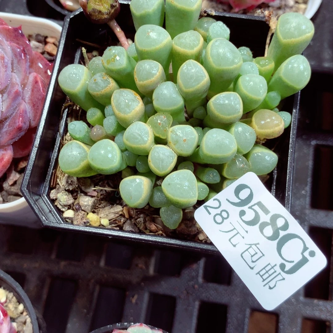 5厘米盆精控多肉958