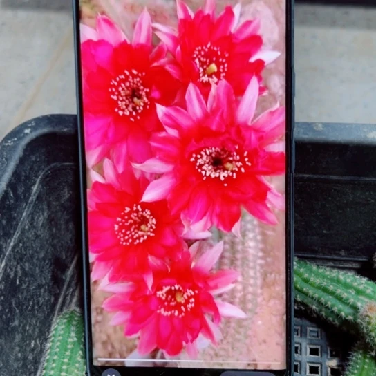 下63白檀警卫歪3个无根小侧芽20包邮