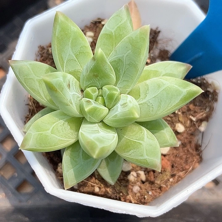 多肉植物美人952