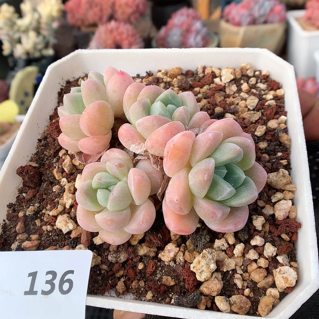 136玉蝴蝶多肉植物666