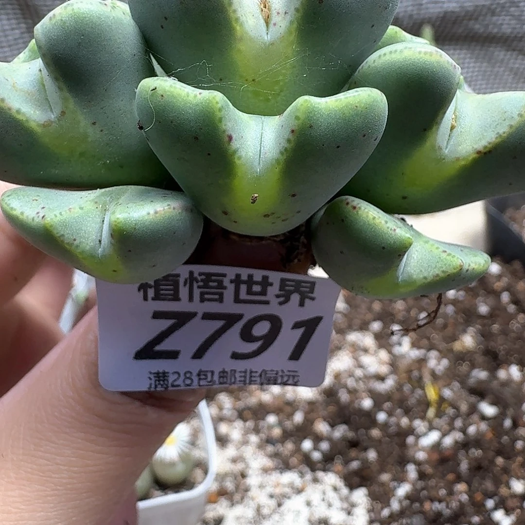多肉植物的人生fgbn