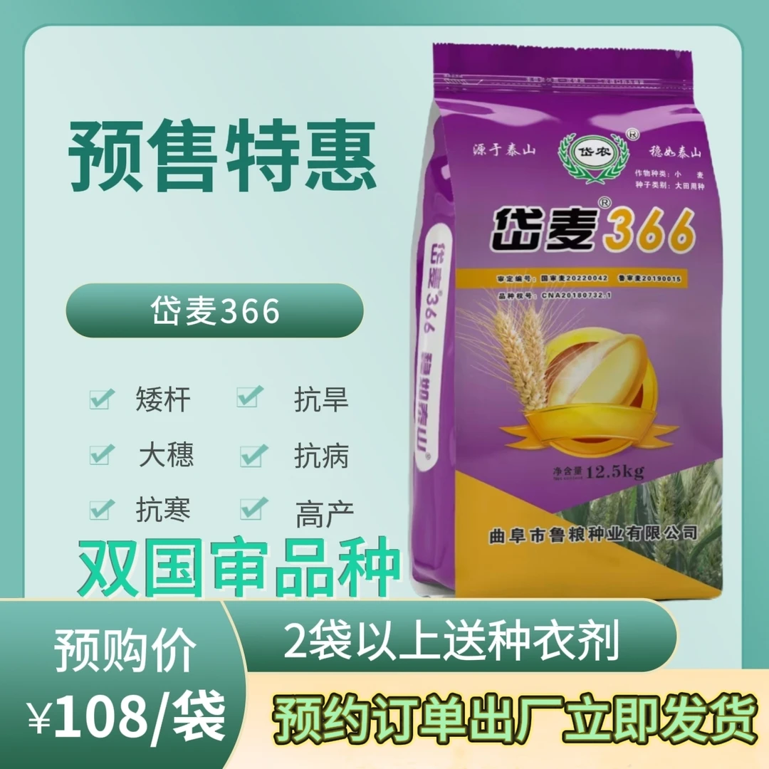 岱麦366（曲阜鲁粮）小麦品种 矮杆大穗优质高产