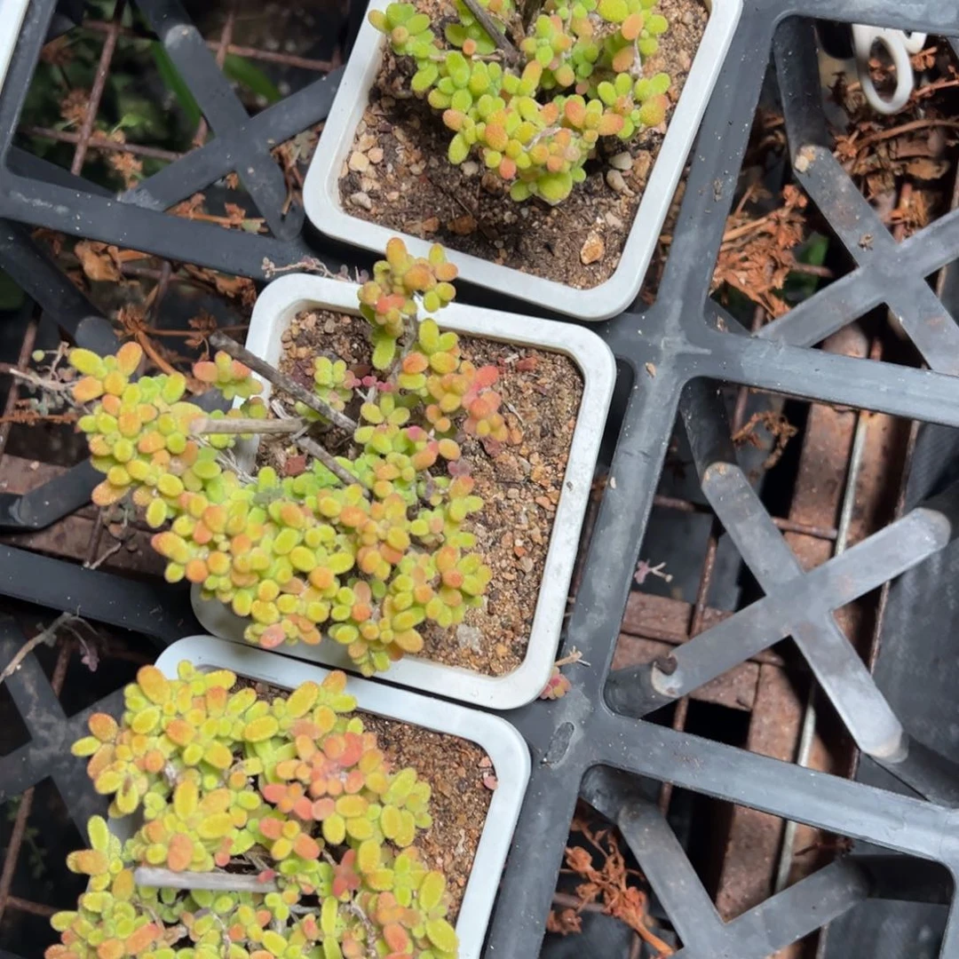 金桔10白方老桩福利