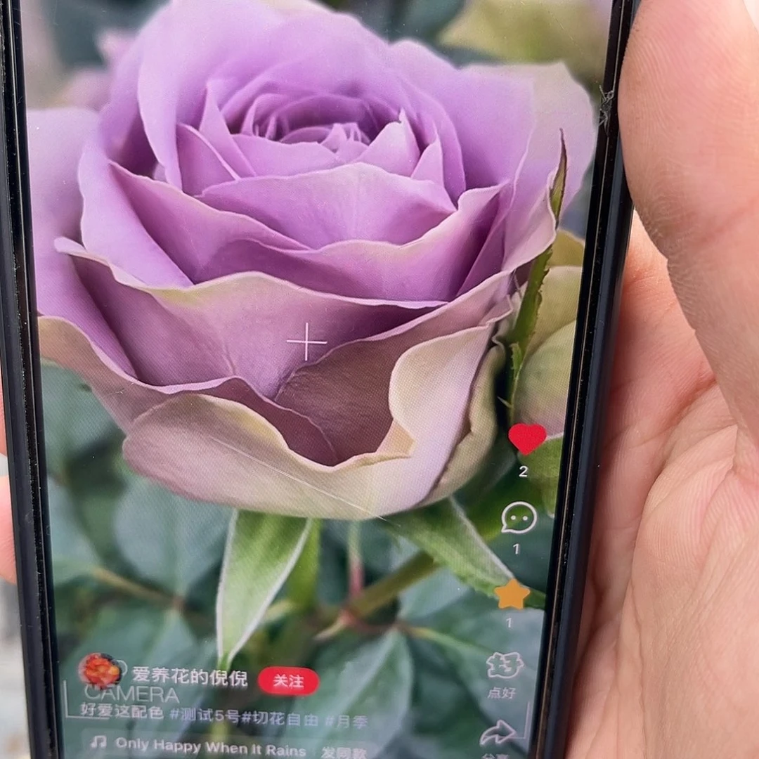 无花朵———-复古紫 大苗