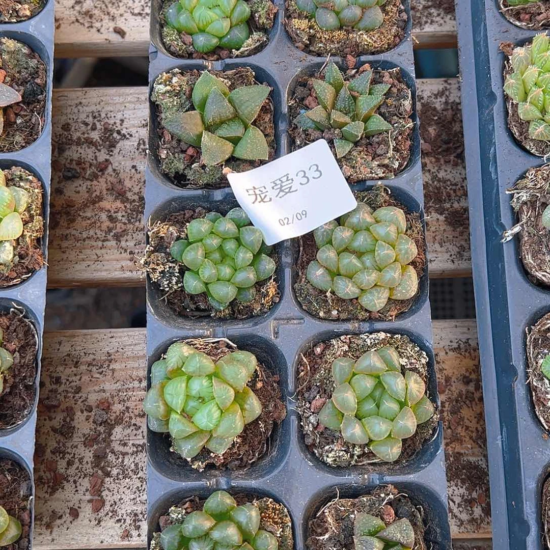 直播福利一物一拍33