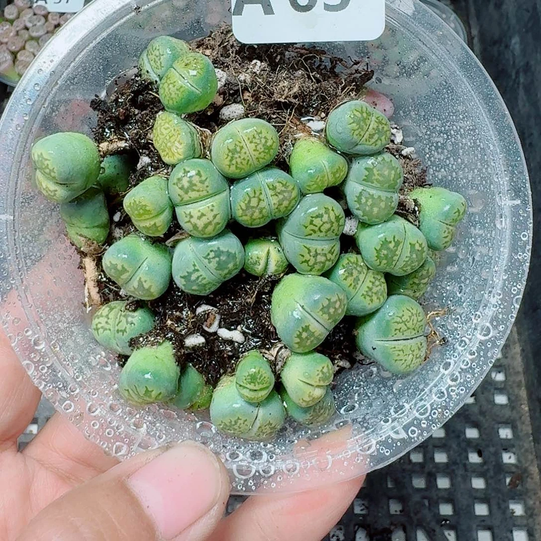 63多肉植物多肉植物