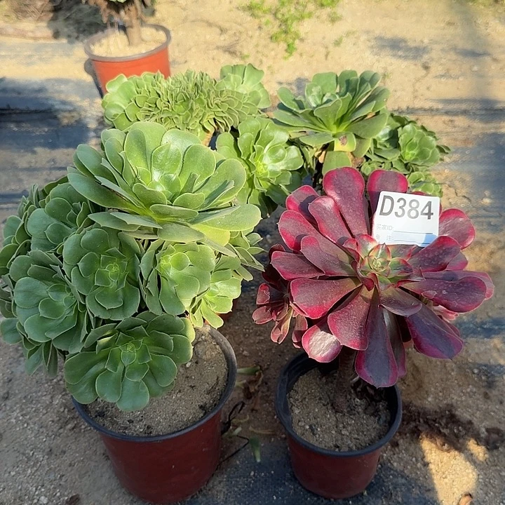 384绿缀朵朵美杜莎手捧微瑕共4颗