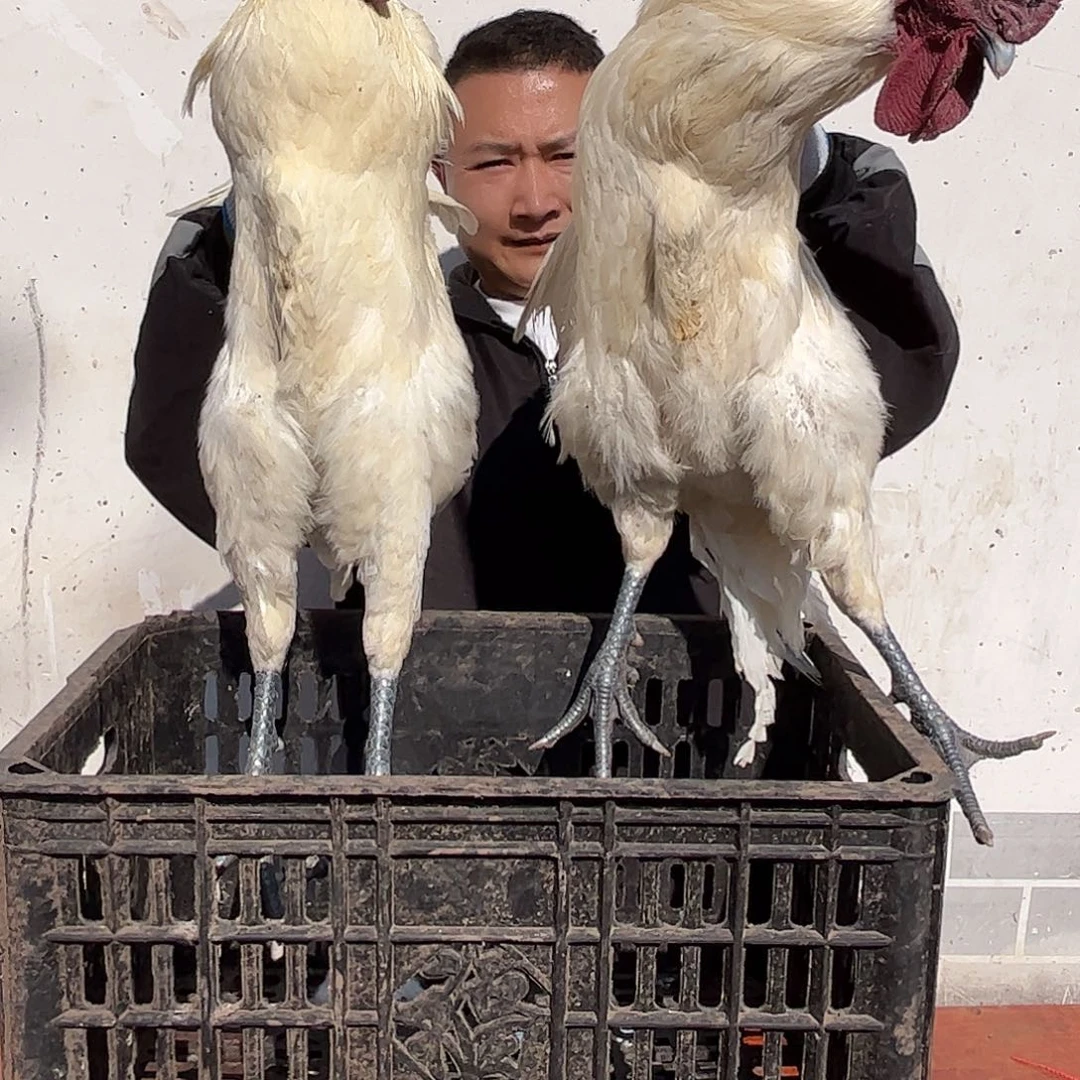 180中国大陆包装254跟255