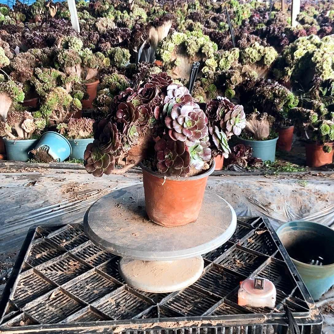 完全开放欧紫缀化