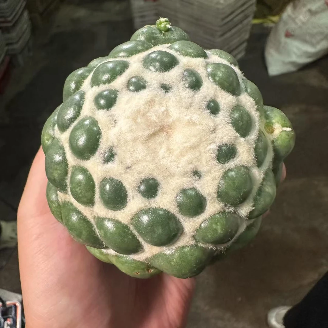 无根象牙仙人球植物漳州基地直发货 新手好养 室内外