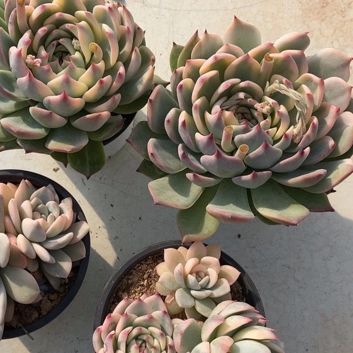 兜****）吉娃娃锦多肉植物