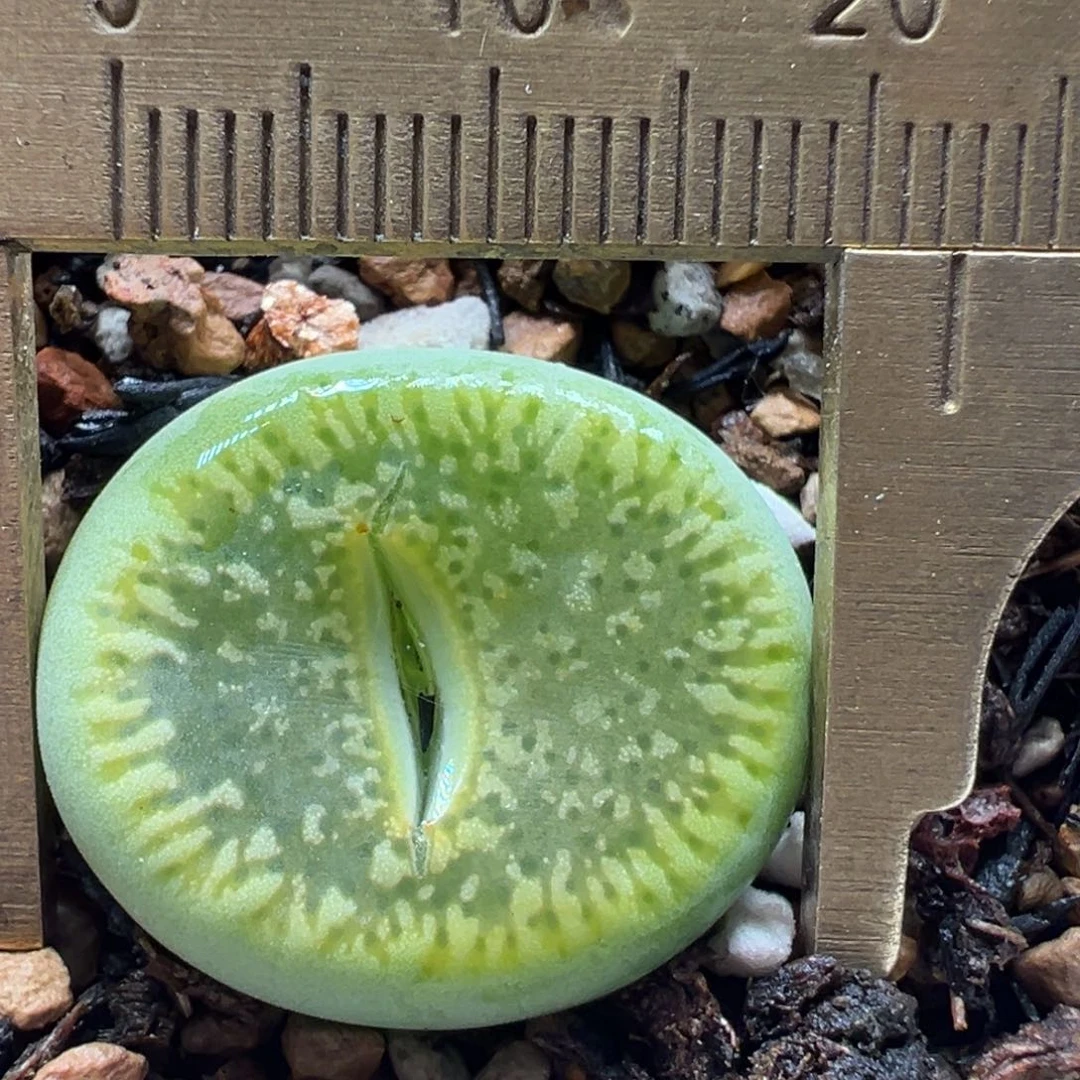 绿光阳多肉植物百科