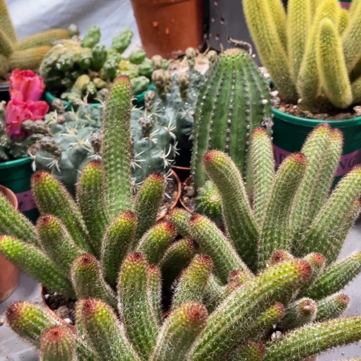 超大群垂钓金妞保十头一杯