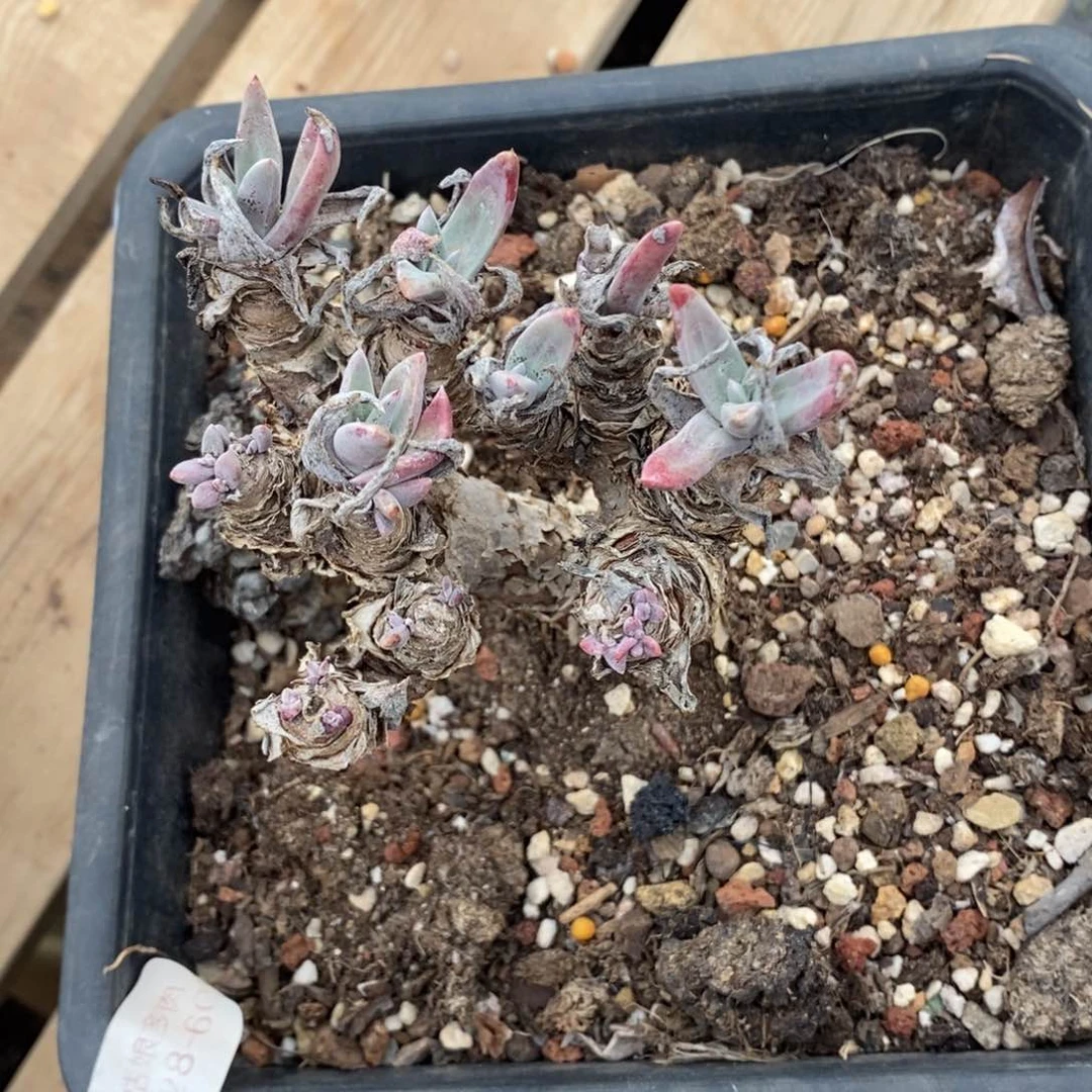 紫苹果小可爱瑕疵