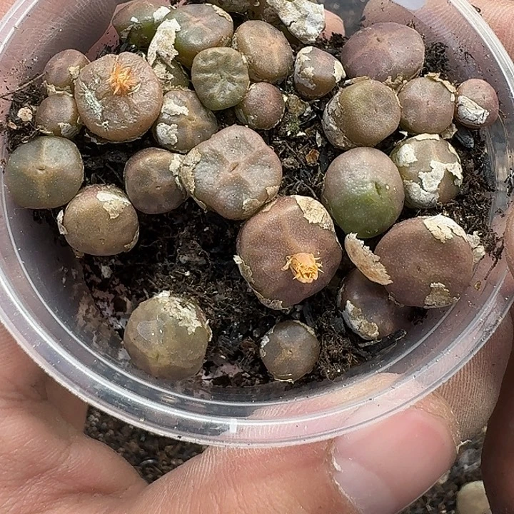 35 多肉植物多肉植物