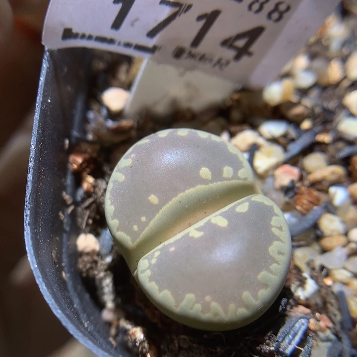 Sss精品生石花1714