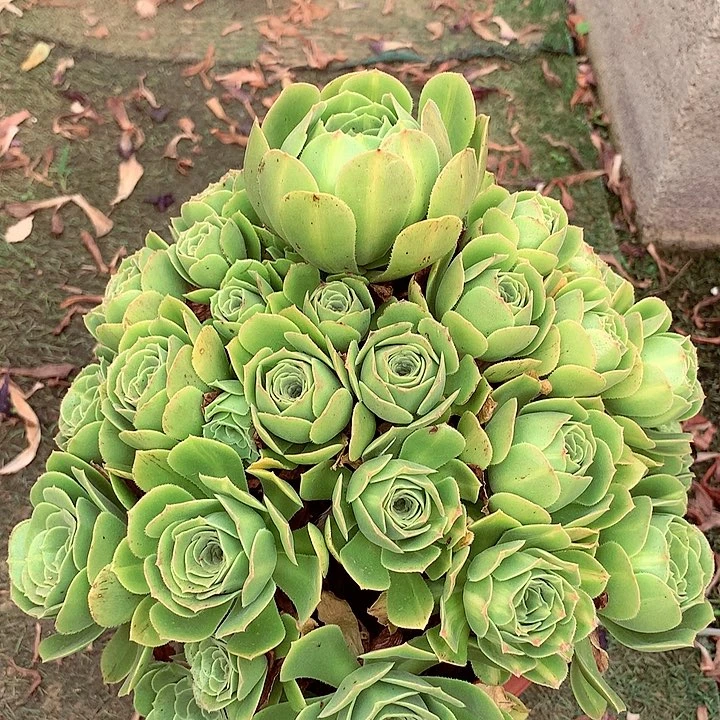 绿玫瑰的，多肉植物