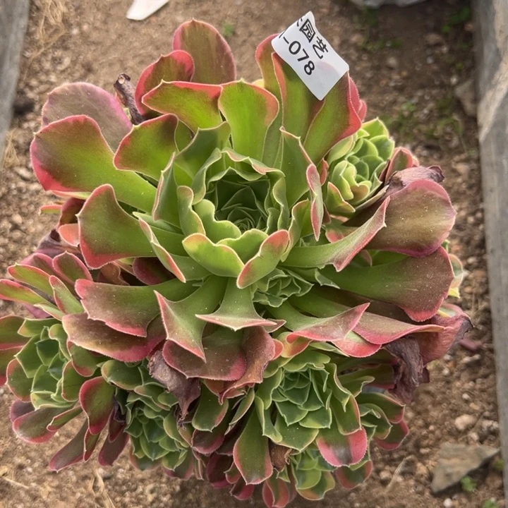 特斯拉多肉植物78