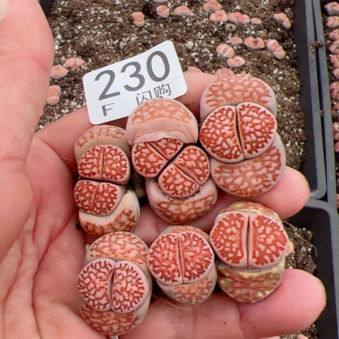 M我很喜欢这个F230