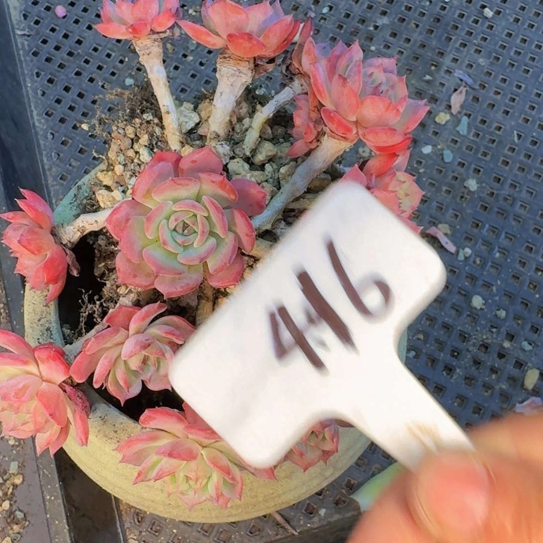 多肉植物的生长发育与