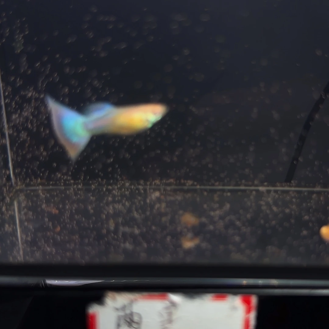 孔雀鱼天使彩虹一对