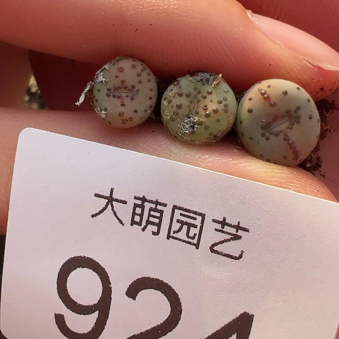 一物一拍匈牙利种源1452.64火龙果安贞3颗 924