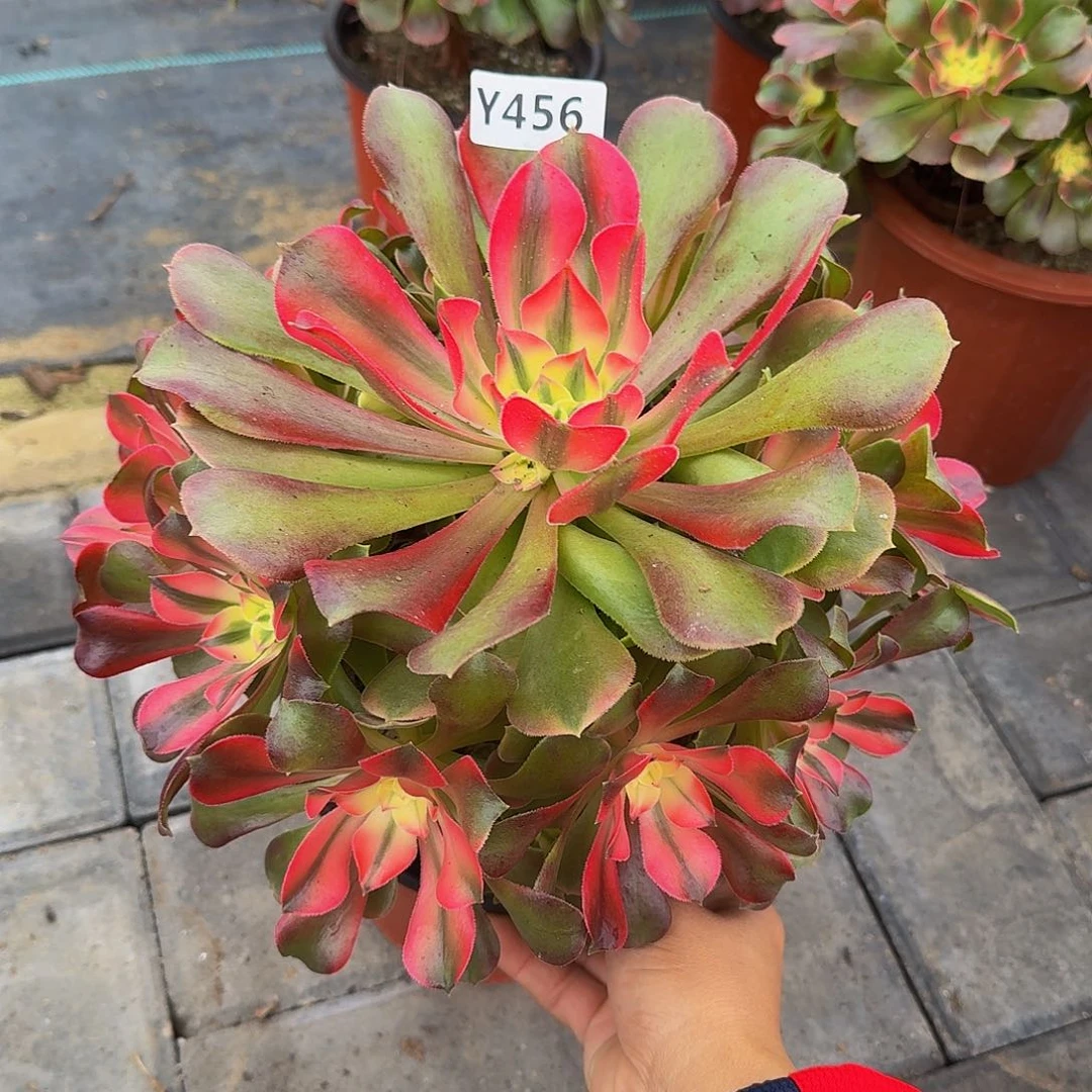 456香妃3333冠服24.5左右