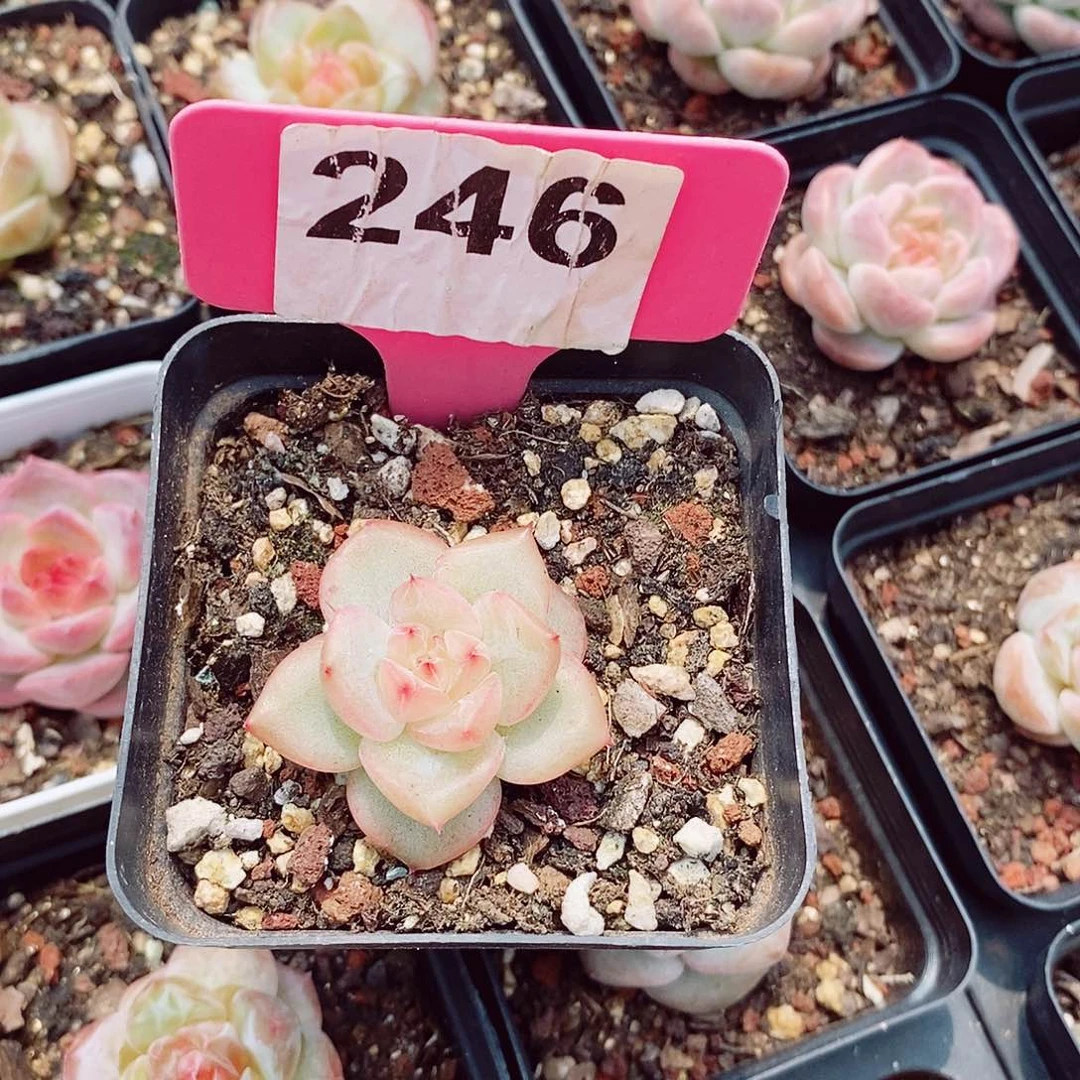 哇*塞珍妮4cm多肉植物