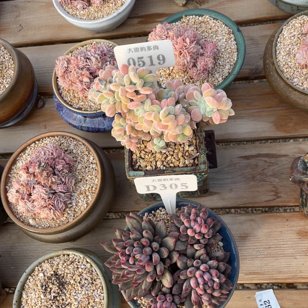 荔***来0519305两颗啦啦啦啦