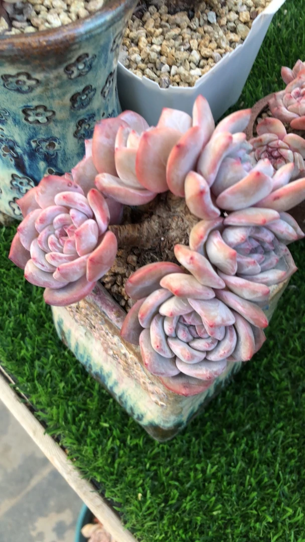 乔儿专拍星影多肉