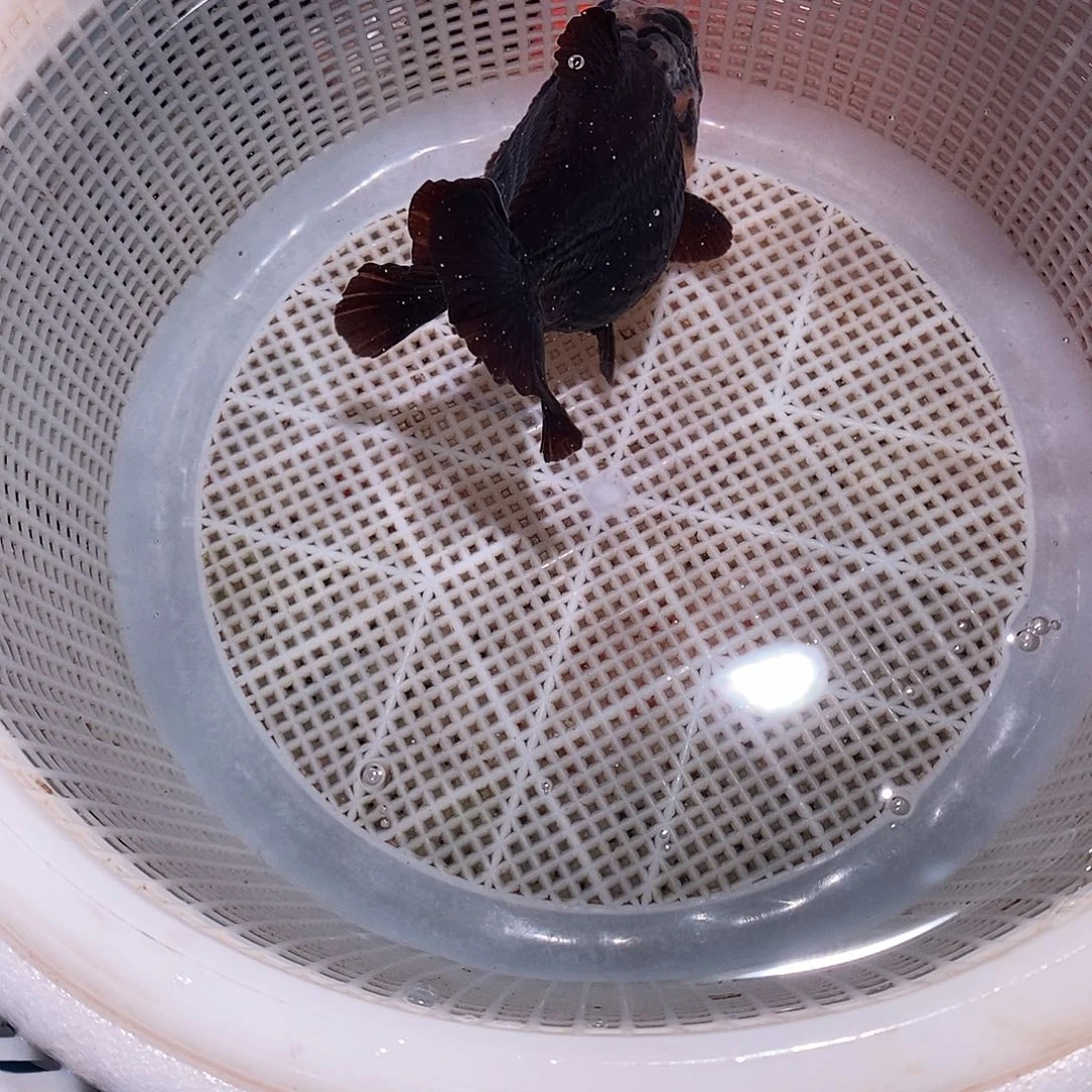 见***鬼海水鱼1条玛丽玛丽玛丽