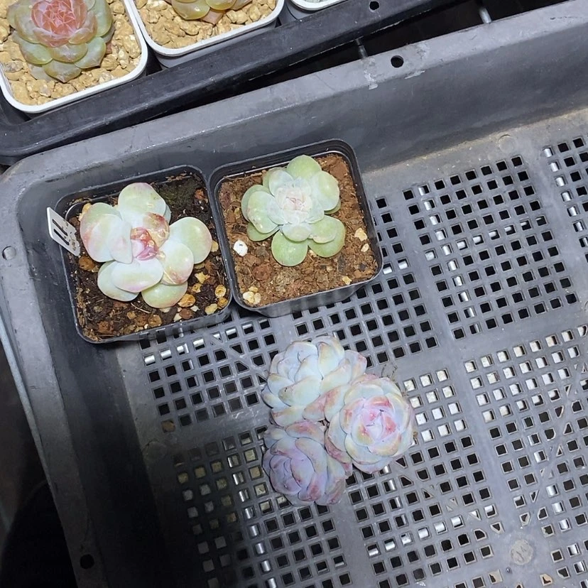 【闪购商品】那***叮冰玉3颗