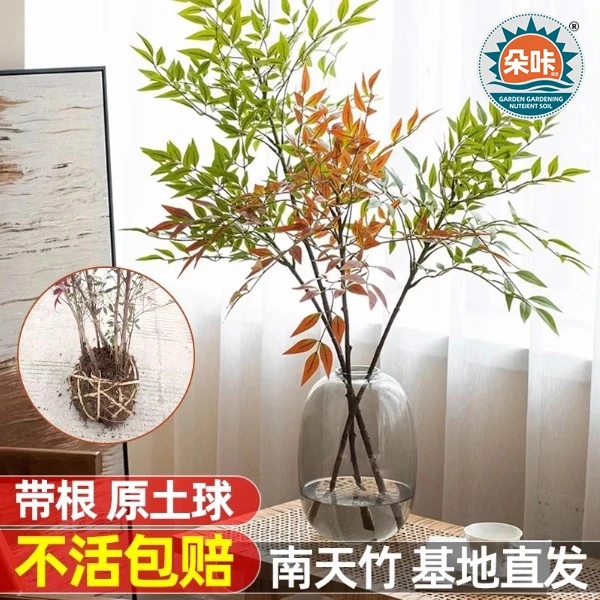 【带老桩根】室内盆栽南天竹水培绿植火焰红带根树苗客厅办公室