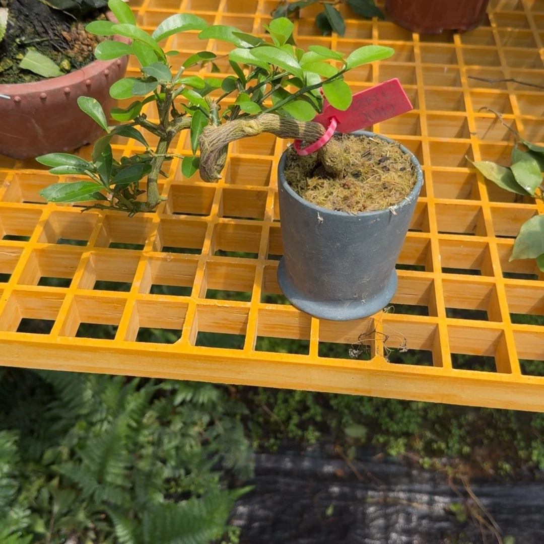 偶***玩无花朵顺丰到付不包邮