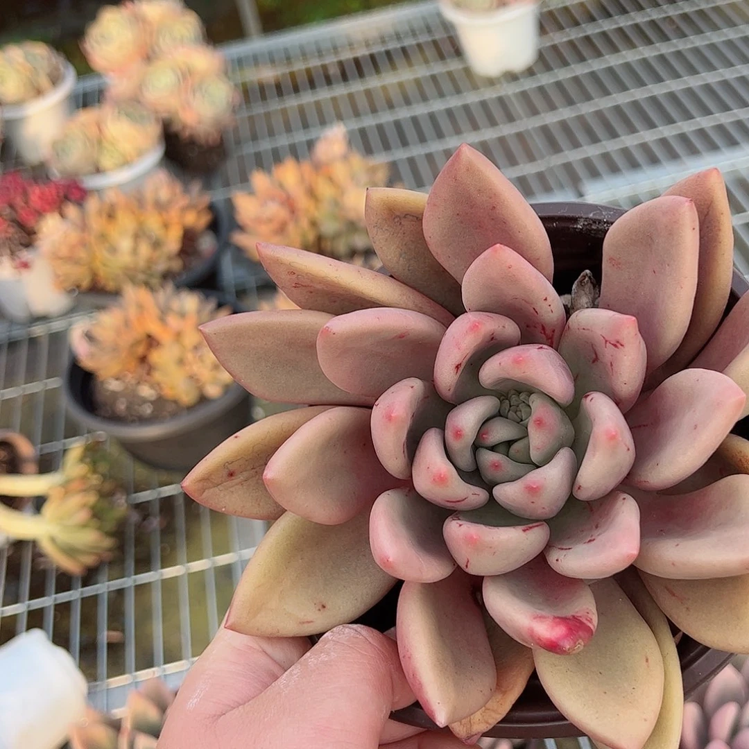 桃花源大单头老桩