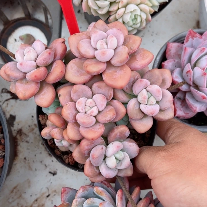 248洛神平平安安健健康康