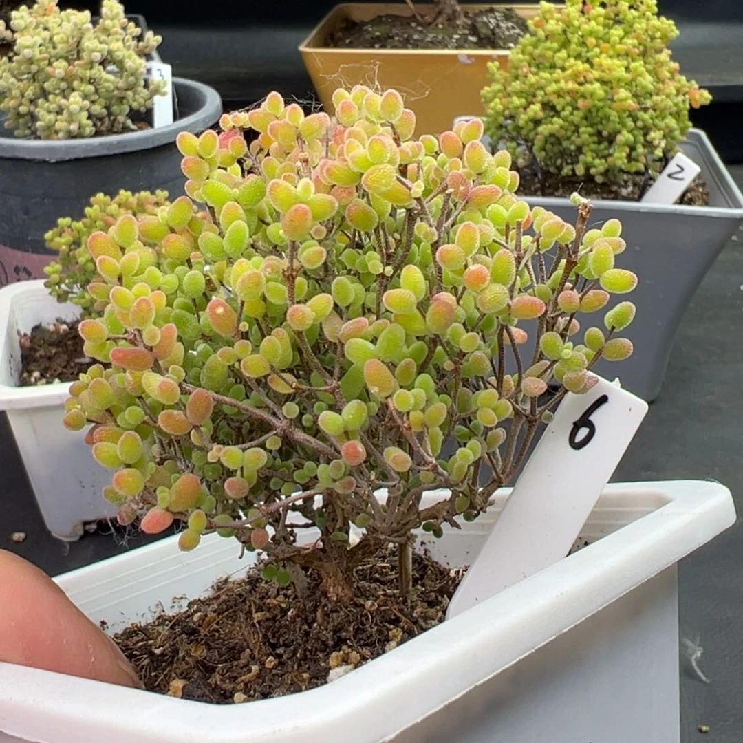 6号10cm盆蜜橘糖球