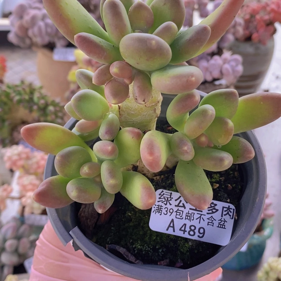 芒果奶树10cm489多肉植物