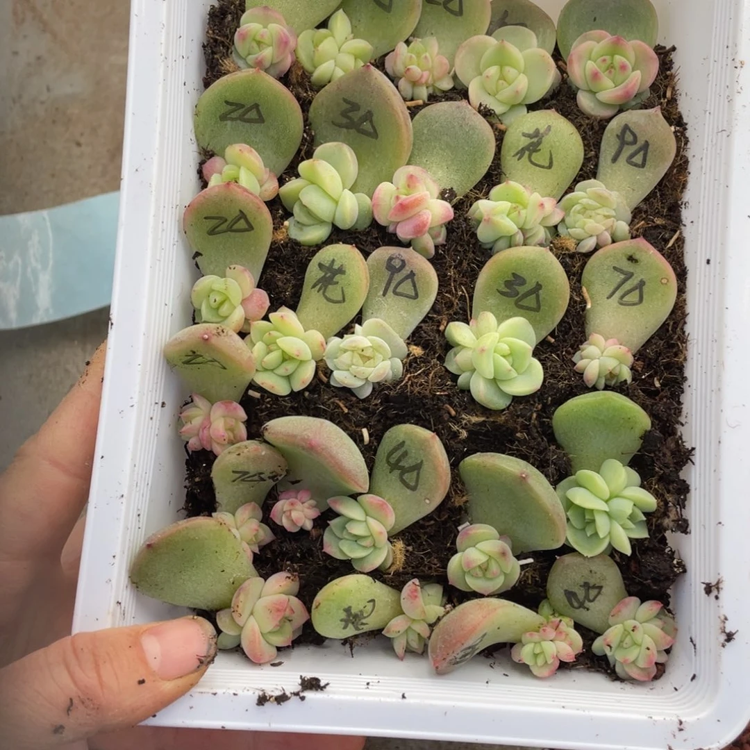 奶***࿐糕大上多肉植物486