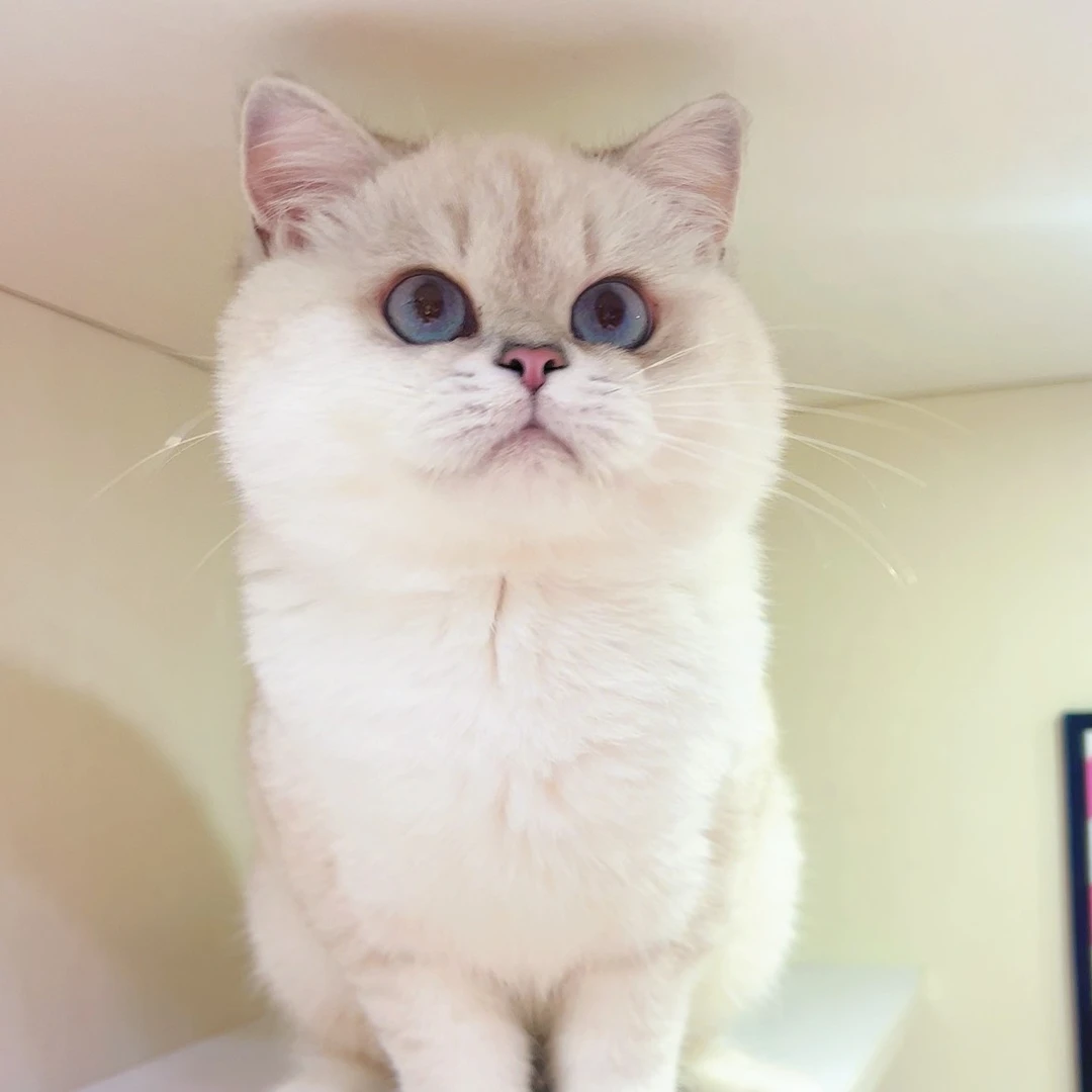 银点色，生气脸英短弟弟5个月  娃娃猫舍