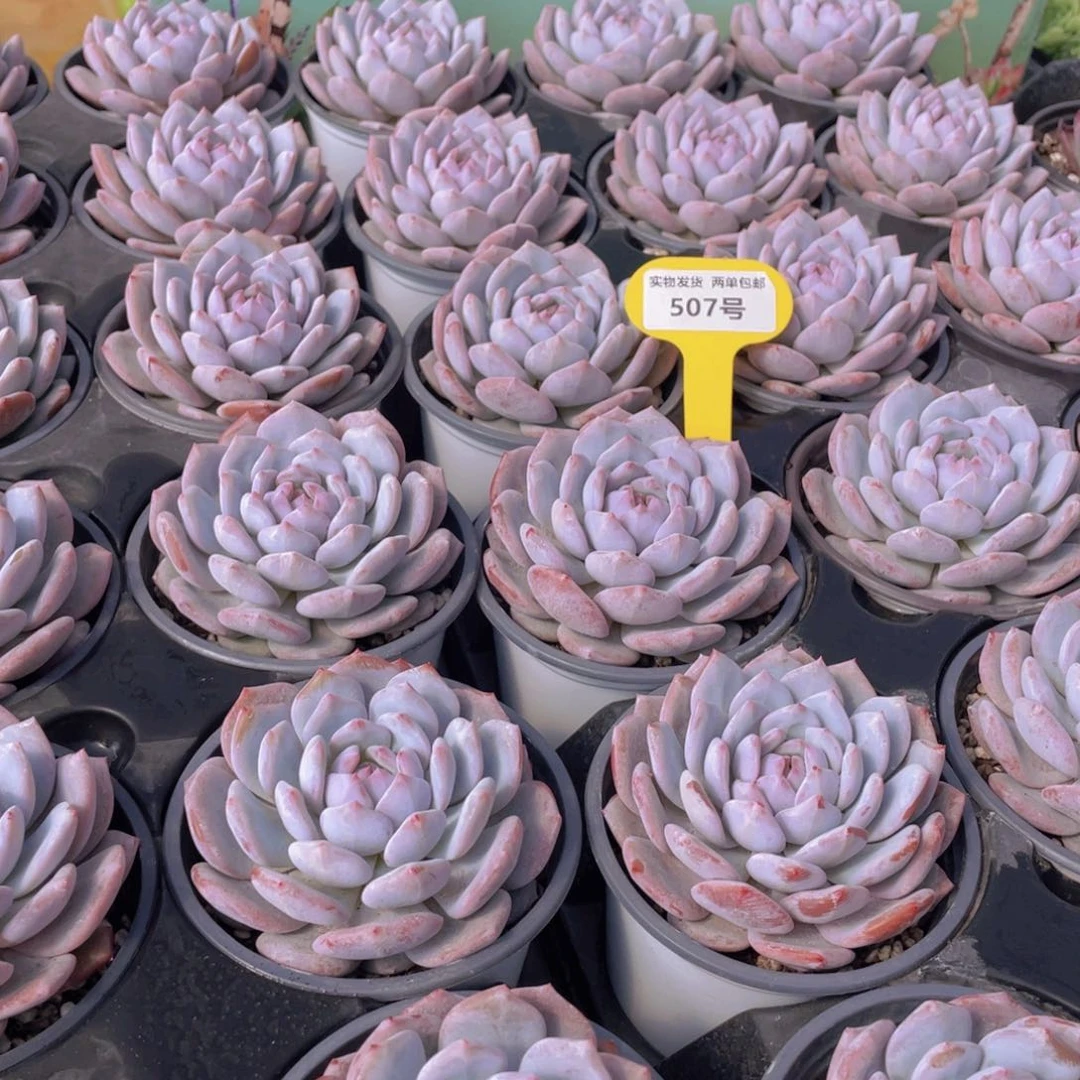 507号 开播福利星星橙大单头一个