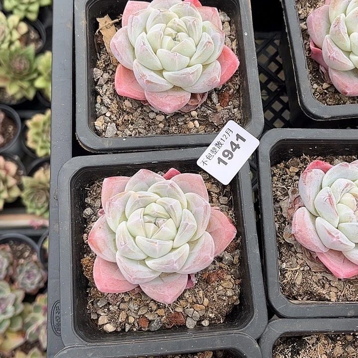 阿雅园艺。      1941两颗