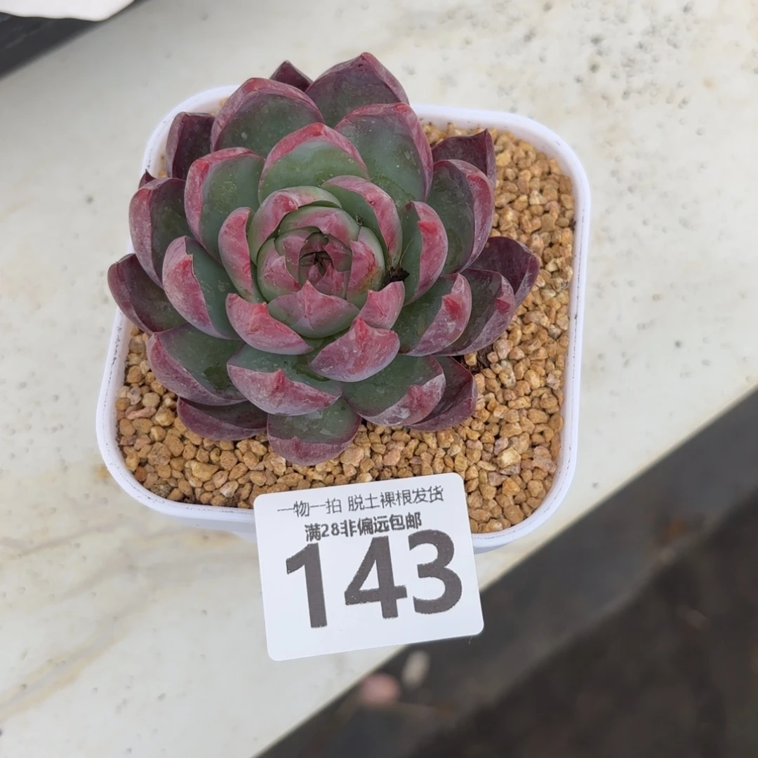 惊鸿仙子单头无盆土发货