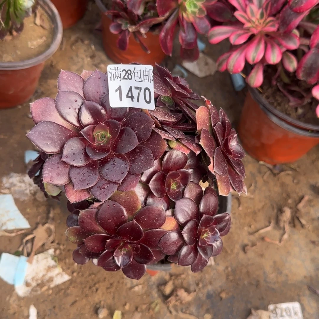 红玫瑰多肉1470满28包邮断枝不包